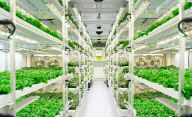 Thermo King helps lettuce farmer keep produce safe during transport.