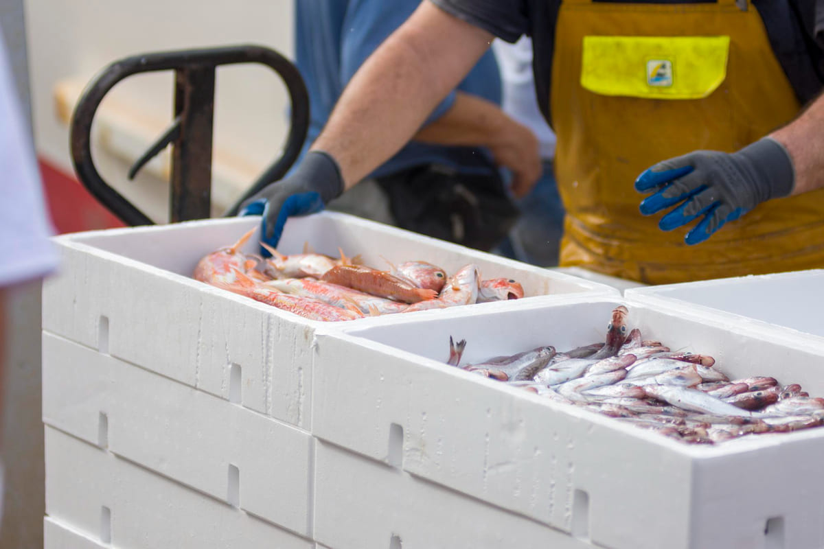 pescado-2.jpg
